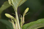 Southern bush honeysuckle